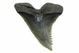 Large, Snaggletooth Shark (Hemipristis) Tooth - South Carolina #354539-1